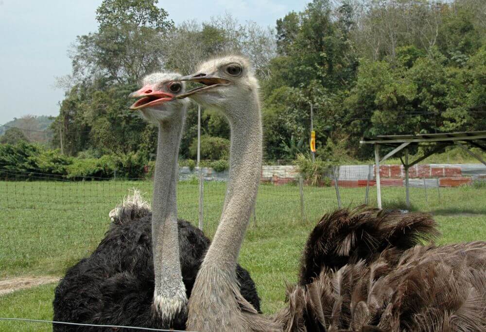 Two ostriches at Jelita Ostrich Farm in Seremban