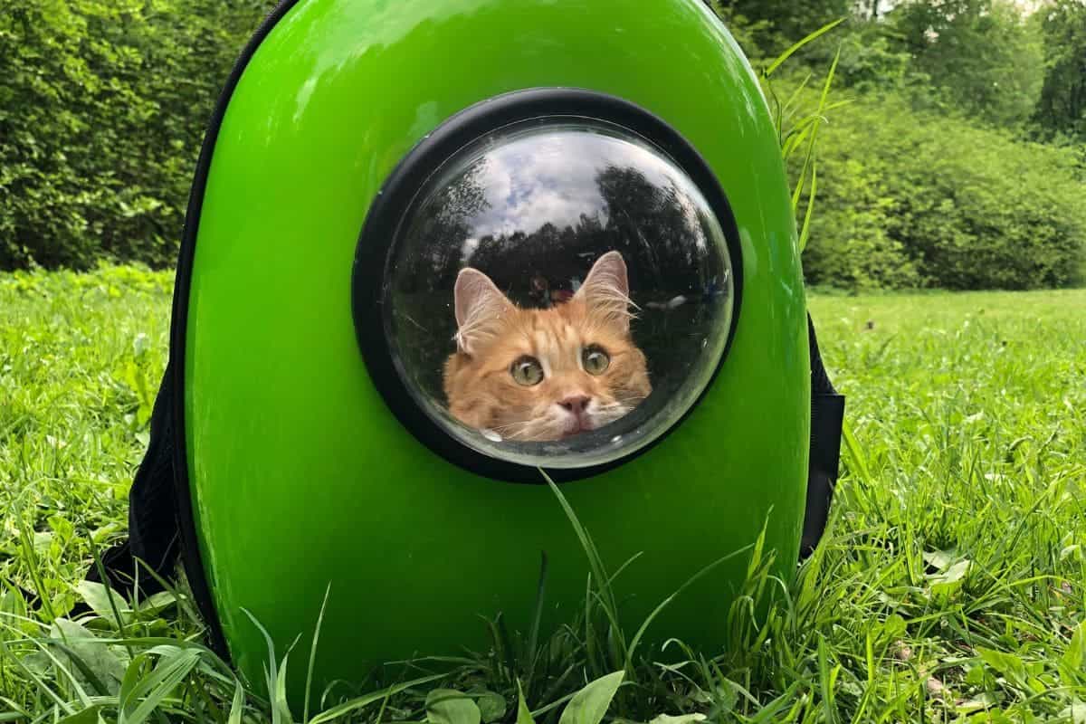 Travelling with a cat