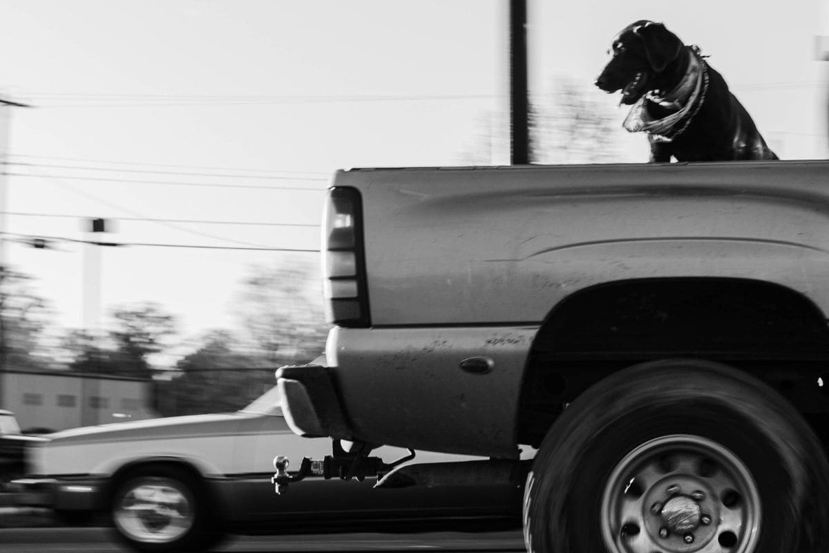 Travelling with a cat