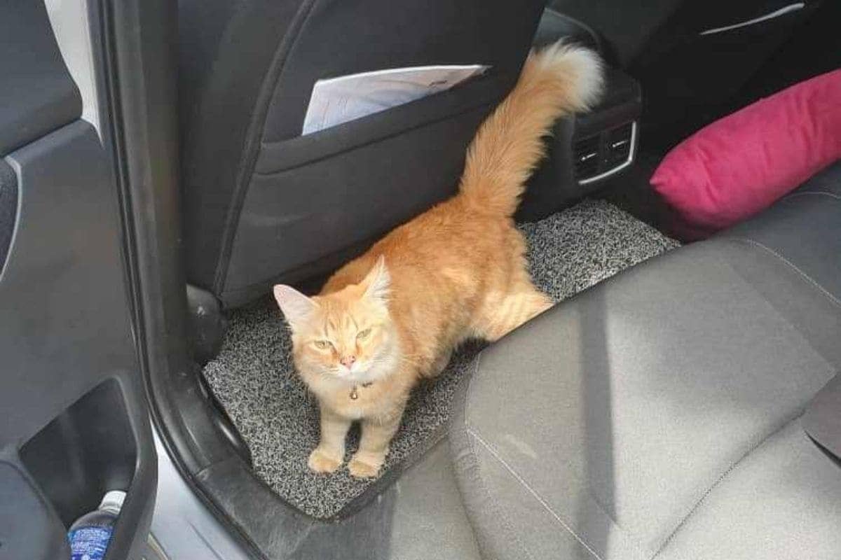 Travelling with a cat