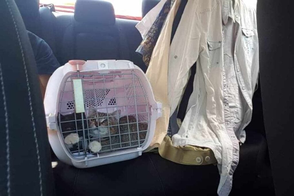 Transporting Pets A Guide On Traveling With Your Pets In Around Malaysia
