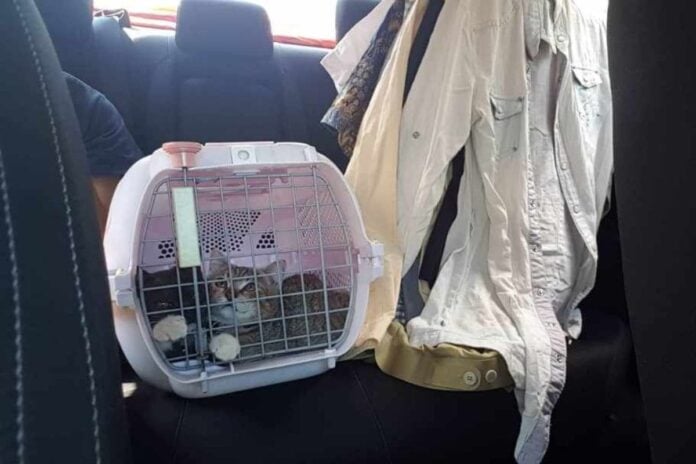 Travelling with a cat