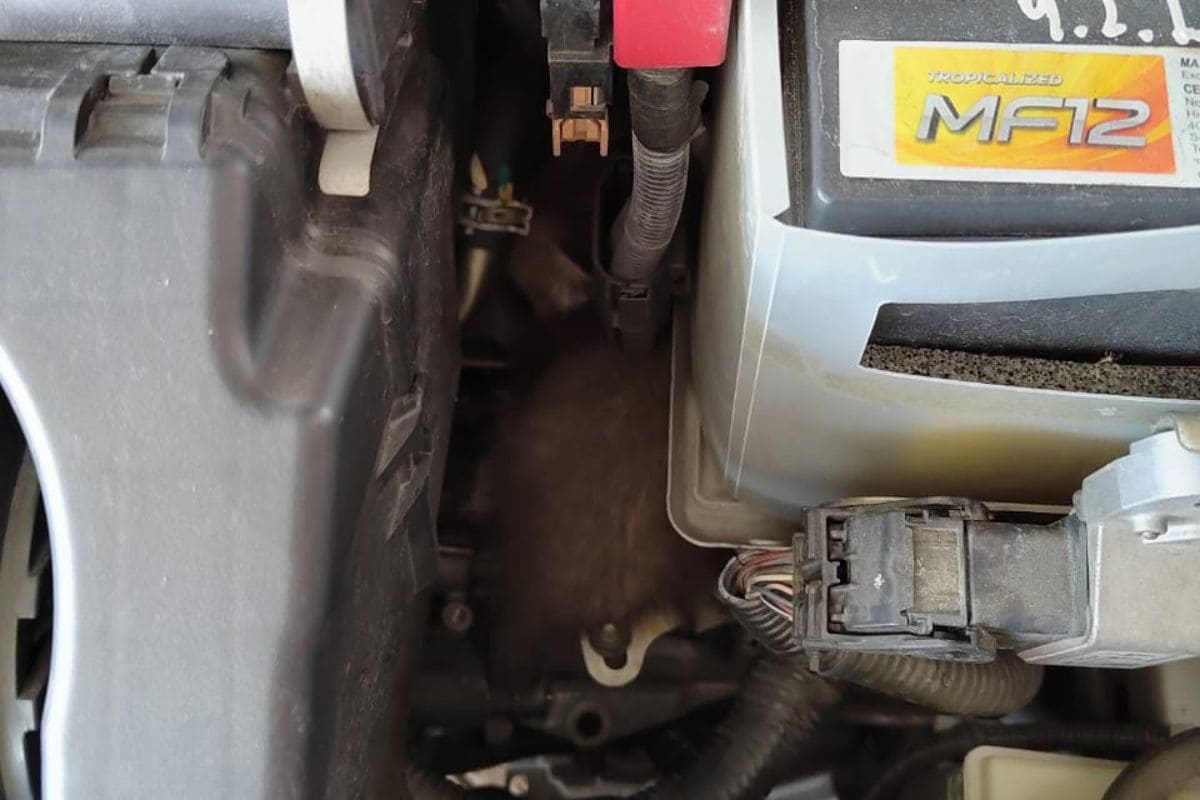 Cat hiding in car engine